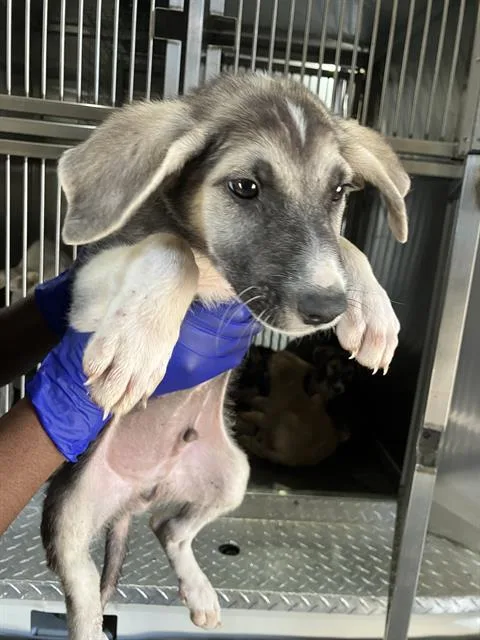 A baby large-sized male Mixed Breed dog named Chance for adoption in Dallas, TX