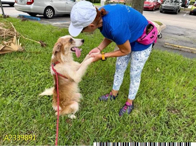 A young medium-sized male Mixed Breed dog named Rusty for adoption in West Palm Beach, FL