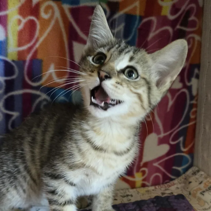 A baby small-sized male Brown / Chocolate Domestic Short Hair cat named Bartholomeow for adoption in Naples, FL