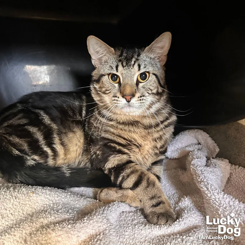 A young large-sized male Domestic Short Hair cat named Harvey for adoption in Washington, DC