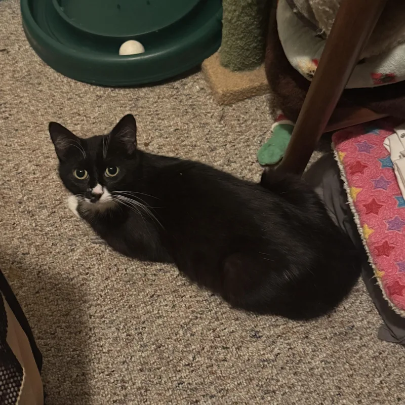 A young medium-sized female Black & White / Tuxedo Tuxedo cat named Celestina for adoption in Hyattsville, MD