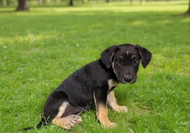 A baby small-sized female German Shepherd Dog dog named Esmeralda for adoption in Lancaster, CA