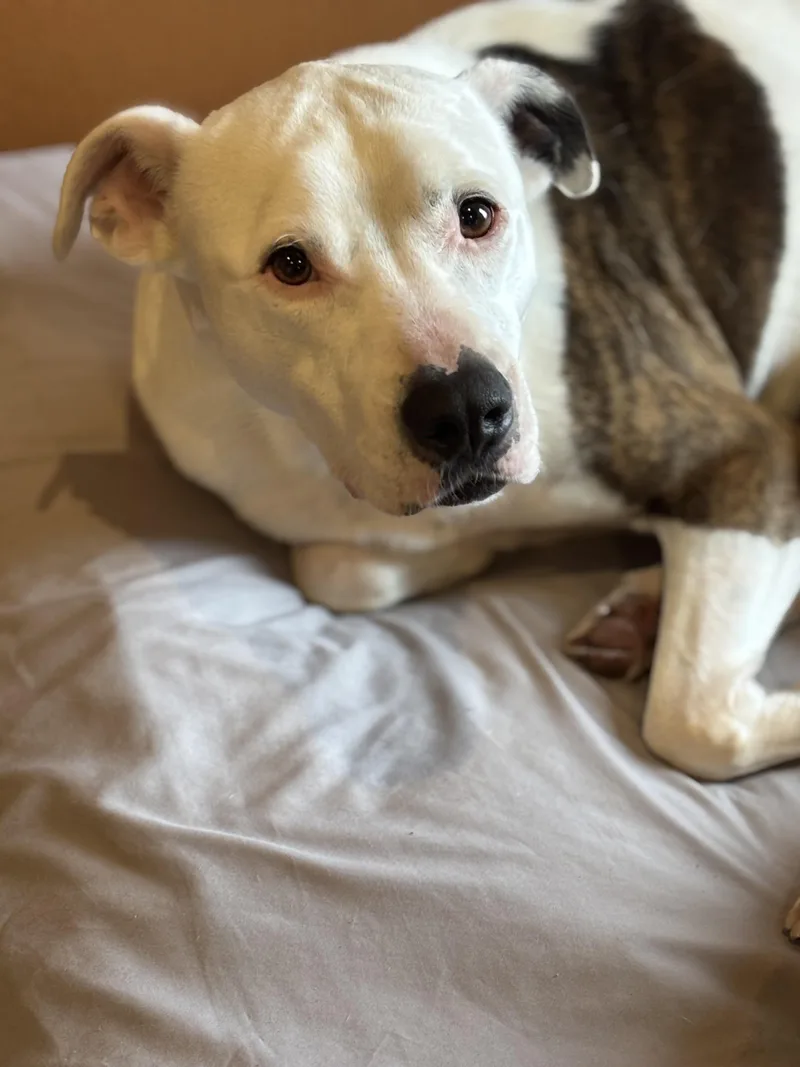 An adult large-sized male White / Cream American Bulldog dog named Ace for adoption in Watertown, WI