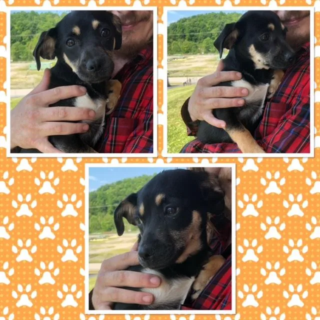 A baby small-sized female Black Chihuahua dog named Star for adoption in Buckhannon, WV