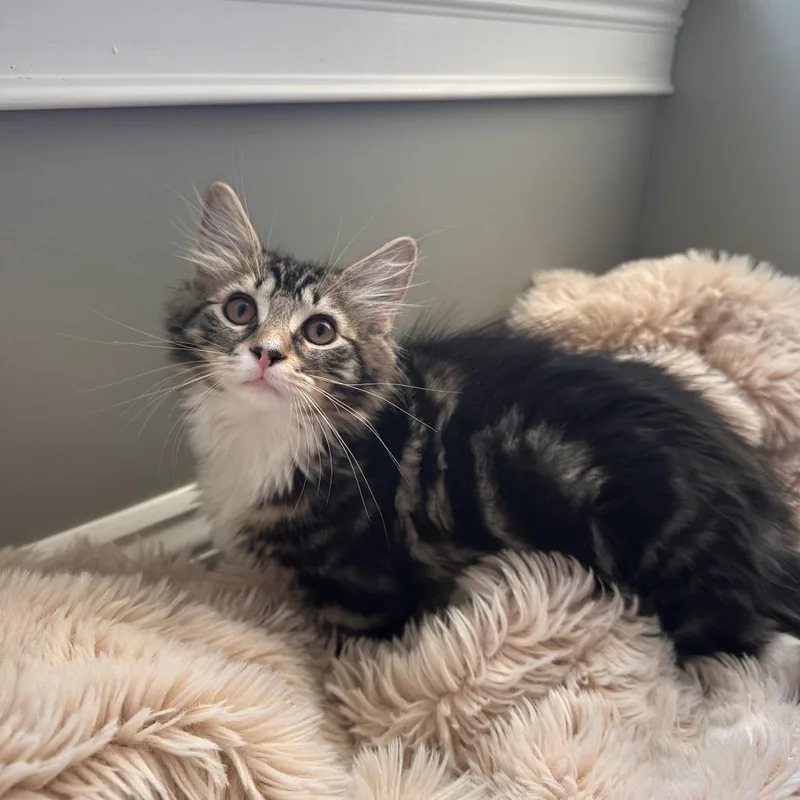 A baby small-sized male Brown / Chocolate Domestic Medium Hair cat named Schenley for adoption in Gibsonia, PA