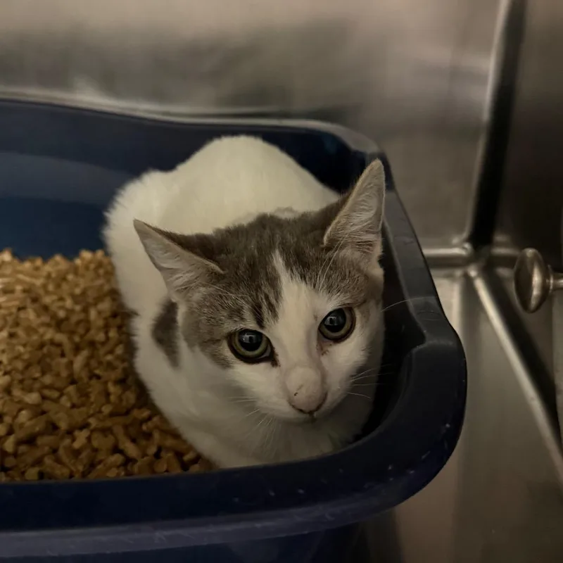 A baby small-sized female White Domestic Short Hair cat named Pixie for adoption in Flagstaff, AZ