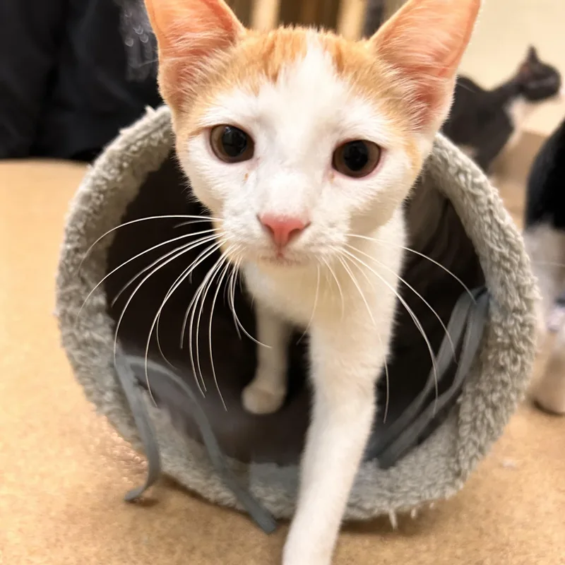 A young small-sized female Orange & White Domestic Short Hair cat named Ruffnut for adoption in Myerstown, PA