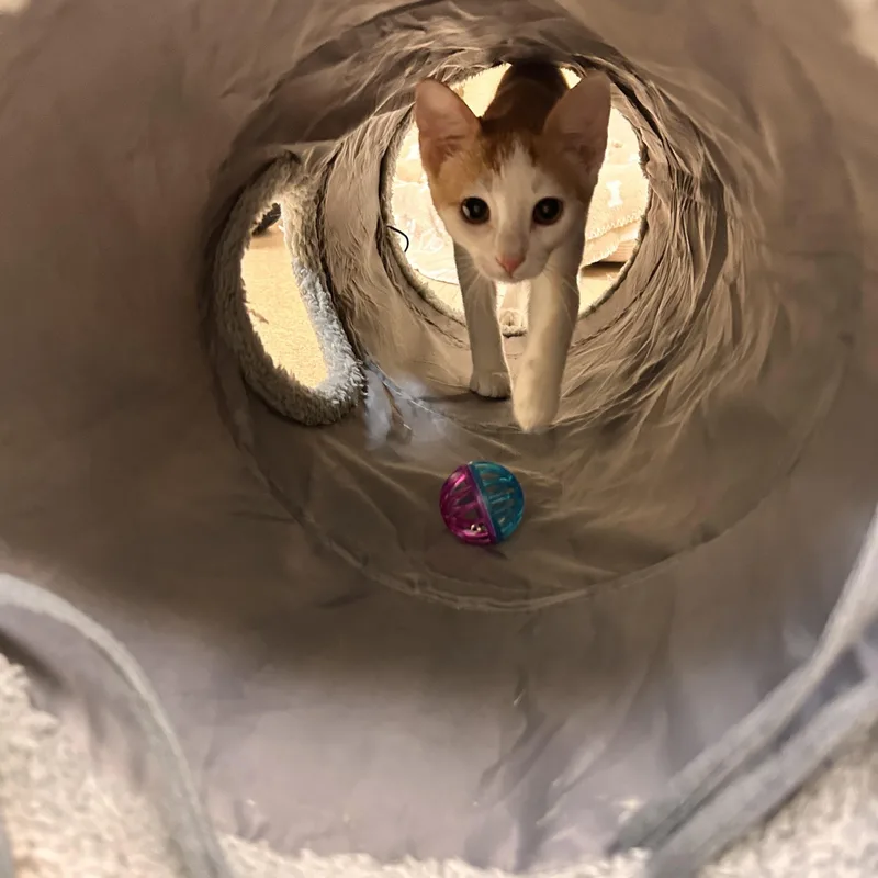 Ruffnut thumbnail 2