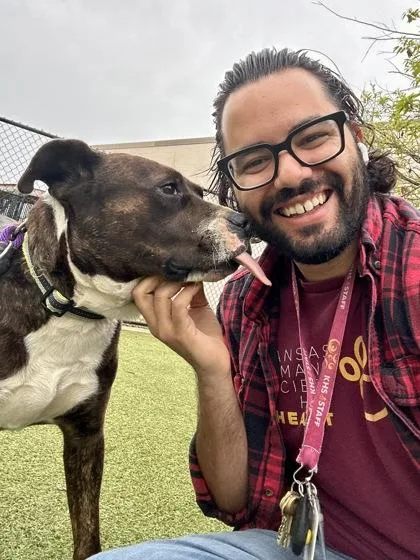 An adult large-sized female Brown / Chocolate Mixed Breed dog named Hop Scotch for adoption in Wichita, KS