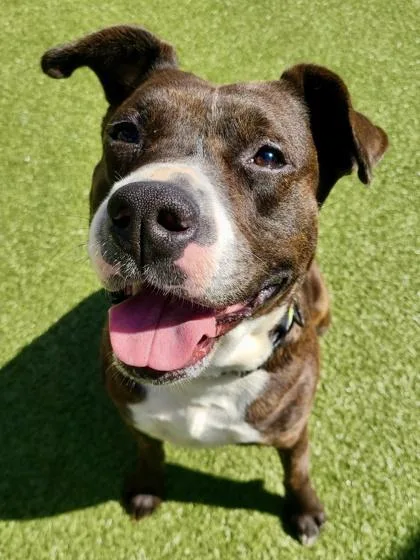 Hop Scotch thumbnail 2