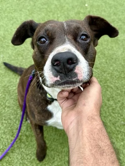 Hop Scotch thumbnail 3