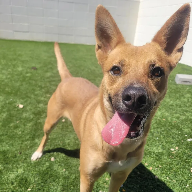 Josephine thumbnail 3