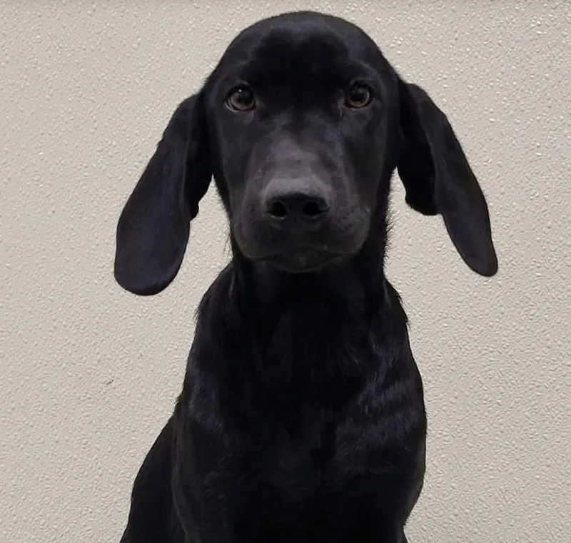 A baby large-sized male Mixed Breed dog named Malachi for adoption in Groveland, MA