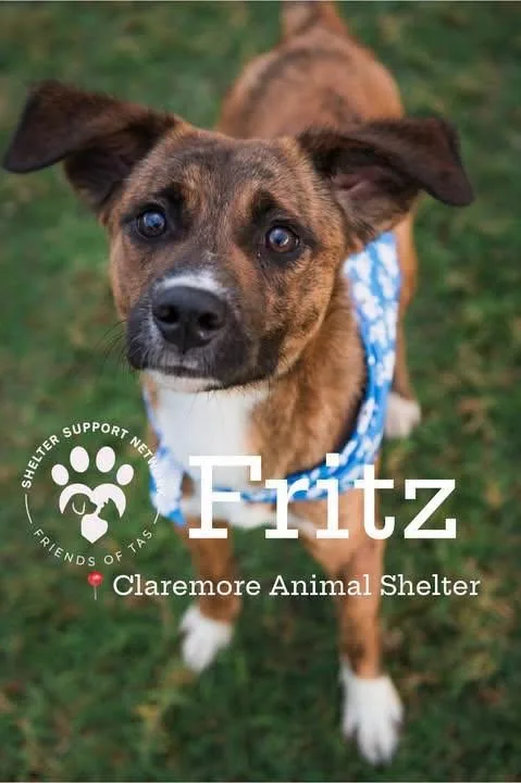 An adult small-sized male Red / Chestnut / Orange Mixed Breed dog named Fritz for adoption in Claremore, OK