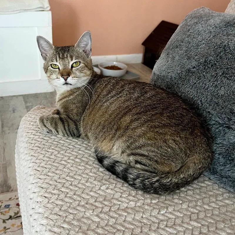 A young medium-sized female Tabby cat named Luna for adoption in Altoona, PA