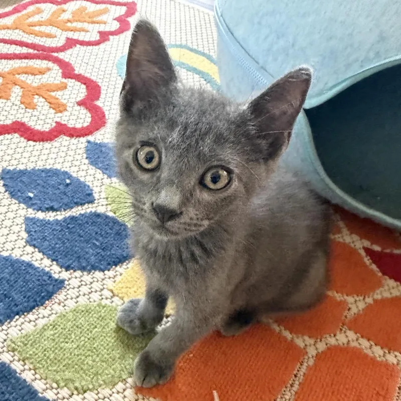 A baby small-sized male Gray / Blue / Silver Domestic Short Hair cat named Marshall for adoption in Denison, TX