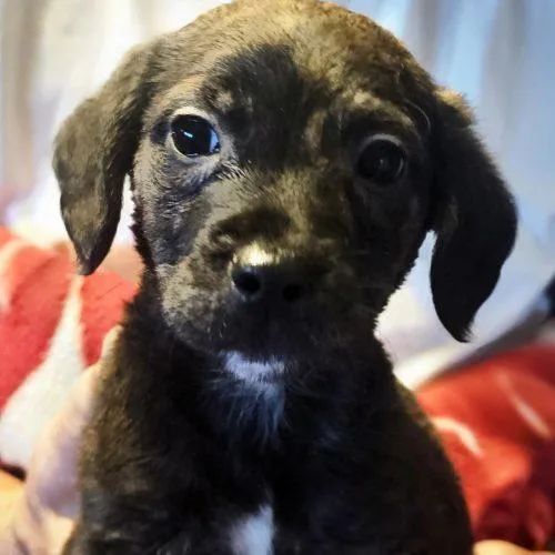 A baby small-sized male Bicolor Beagle dog named Racer for adoption in Leesburg, AL