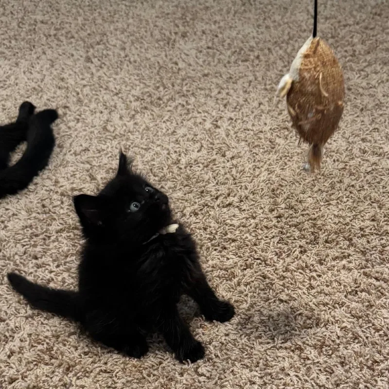 A baby small-sized male Black Domestic Short Hair cat named Chamomile for adoption in Austin, TX