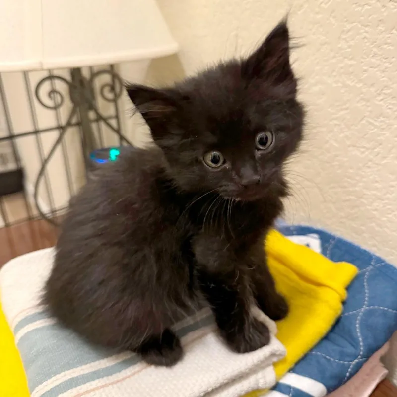 Chamomile thumbnail 2