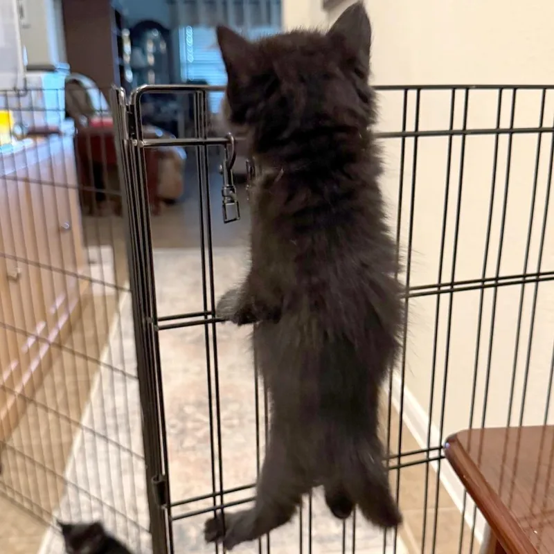 Chamomile thumbnail 3