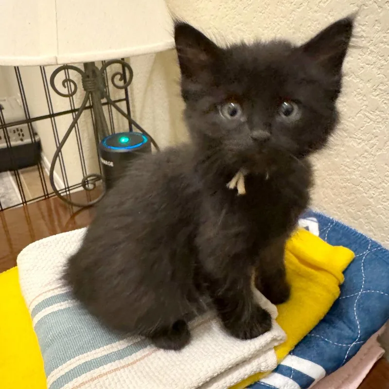 Chamomile thumbnail 4