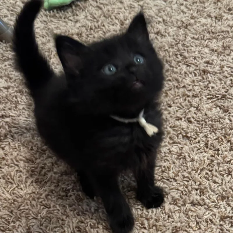 Chamomile thumbnail 5