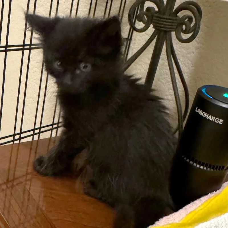 Chamomile thumbnail 6