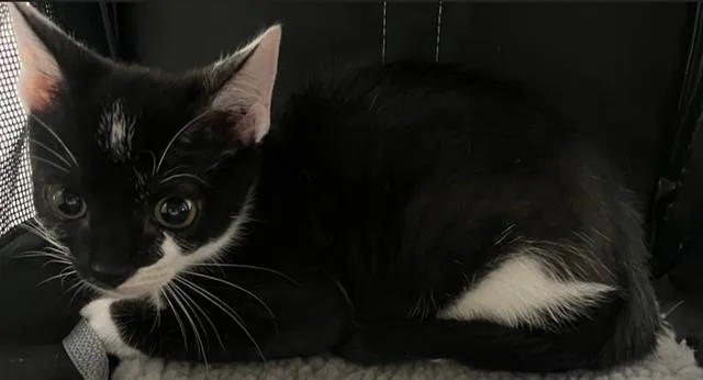 A baby small-sized female Domestic Short Hair cat named A for adoption in Fort Lauderdale, FL