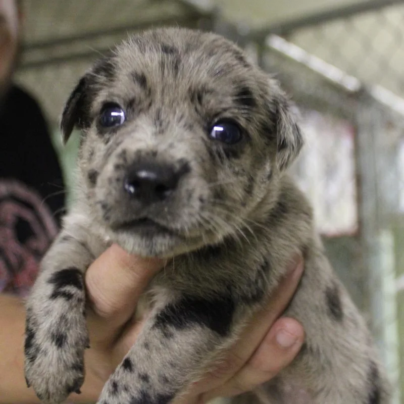 A baby small-sized female Gray / Blue / Silver Mixed Breed dog named Robyn for adoption in Valley, AL