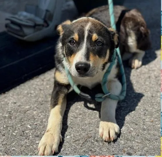 A young medium-sized female Collie dog named Sekani for adoption in Minooka, IL