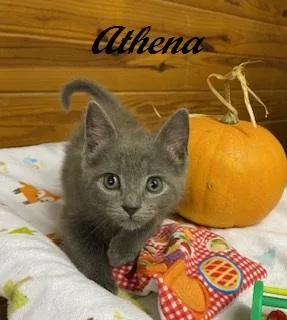 Athena