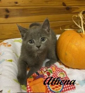 Athena thumbnail 2