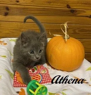 Athena thumbnail 3