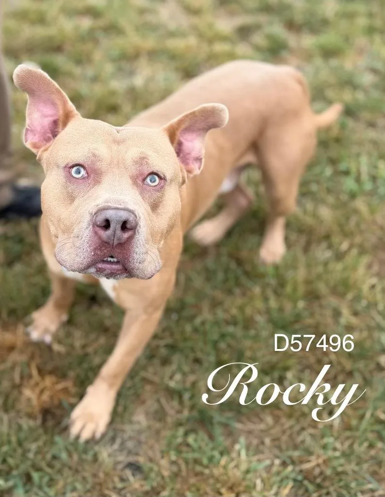 A young medium-sized male American Staffordshire Terrier dog named Rocky for adoption in Clarksville, TN
