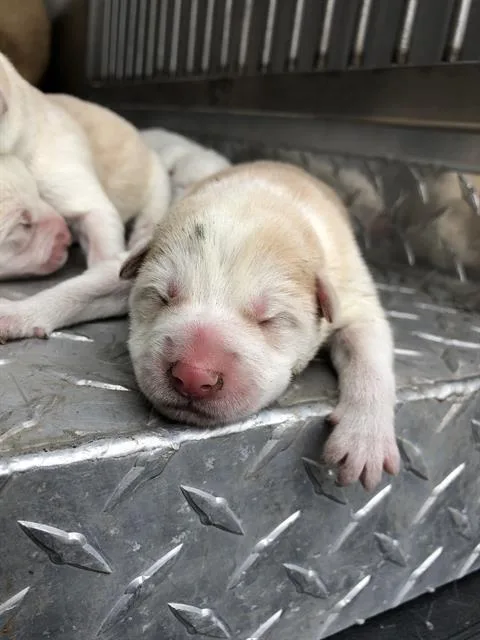 A baby large-sized female Mixed Breed dog named Clarissa for adoption in Dallas, TX