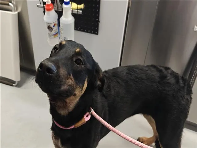 A young medium-sized female Mixed Breed dog named Bella for adoption in Santa Fe, NM