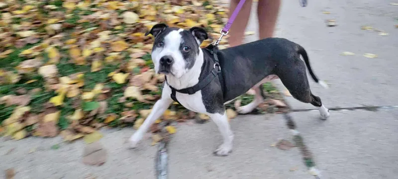 A senior large-sized male Gray / Blue / Silver Pit Bull Terrier dog named Huey for adoption in Whitewater, WI