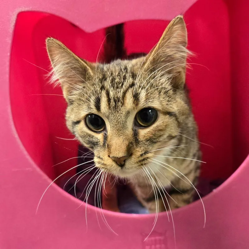 A young medium-sized female Torbie Domestic Short Hair cat named Carnival for adoption in Waukesha, WI