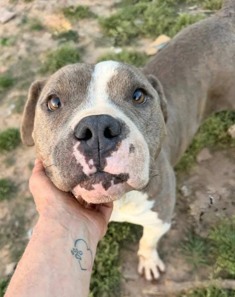 An adult medium-sized female Gray / Blue / Silver Terrier dog named Lana for adoption in Calera, AL
