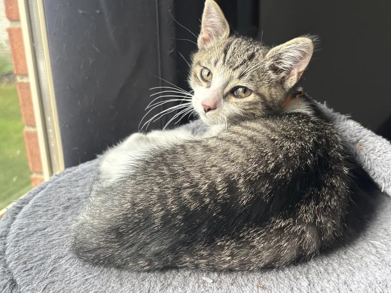 A baby medium-sized male Tabby (Gray / Blue / Silver) Tabby cat named Alvin for adoption in Macomb, MI