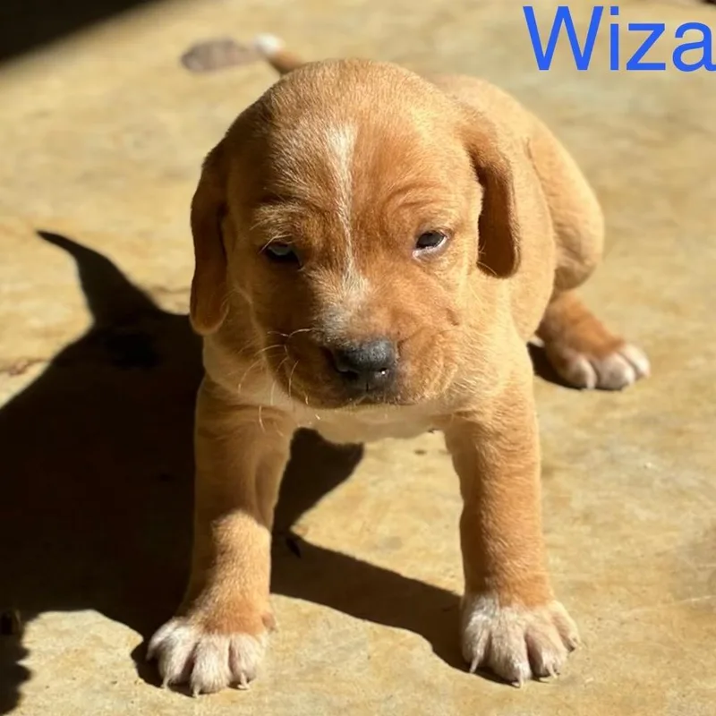 A baby medium-sized male Retriever dog named Wizard for adoption in Huntsville, AL