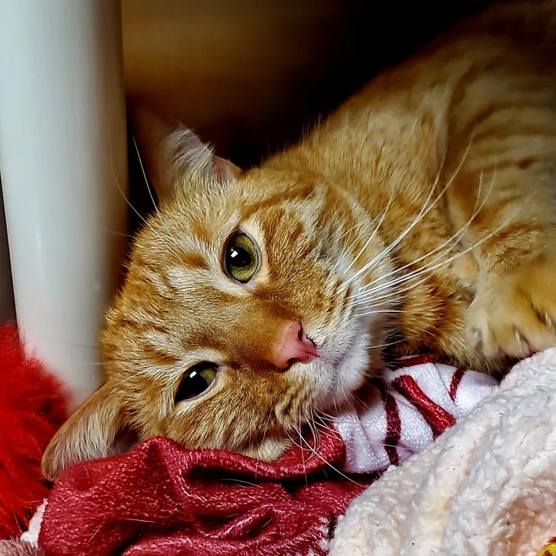 A young small-sized male Orange / Red Domestic Short Hair cat named Milo for adoption in Fredericksburg, VA