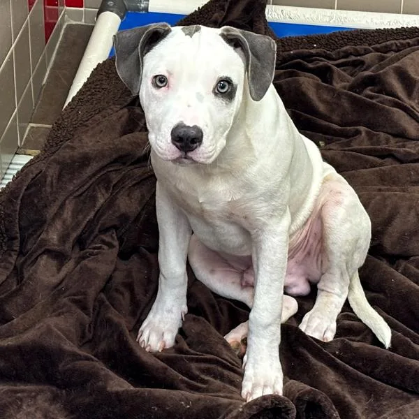 A baby medium-sized male Terrier dog named Bosco for adoption in Des Moines, IA