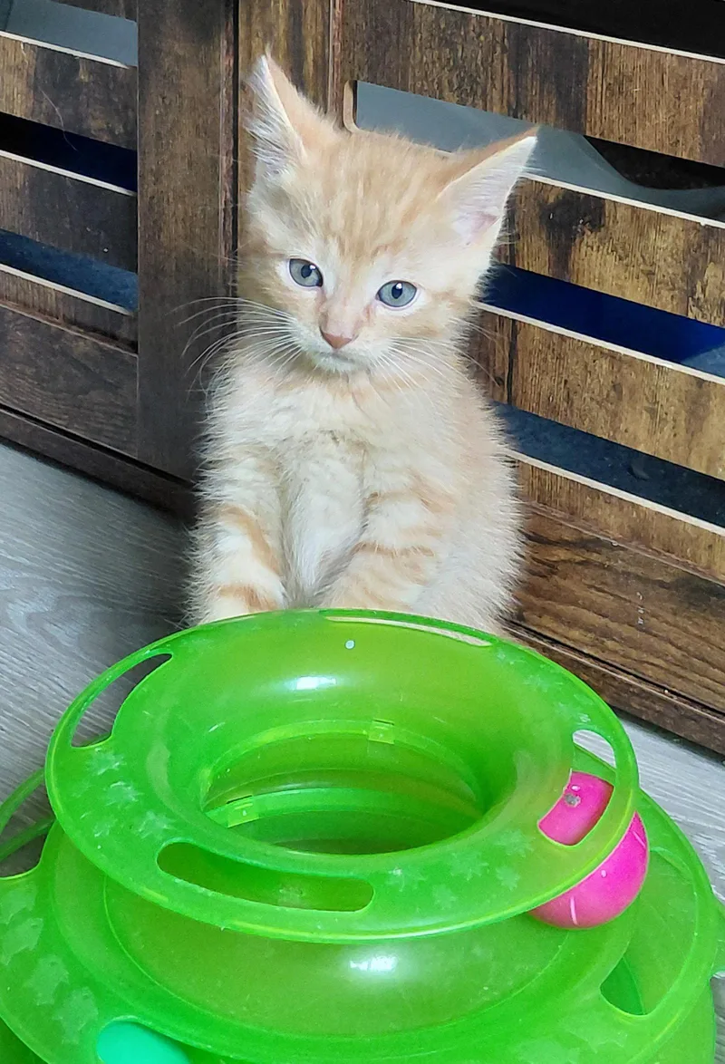 A baby medium-sized male Orange / Red Domestic Short Hair cat named Sheldon for adoption in Montello, WI