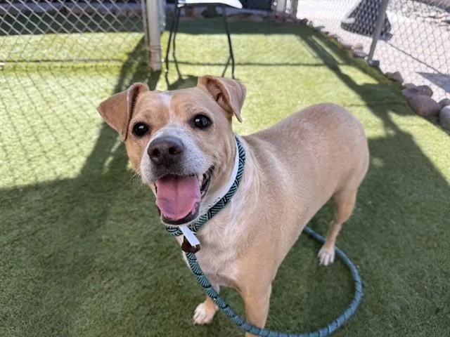 An adult large-sized male Beagle dog named Jackson for adoption in Phoenix, AZ