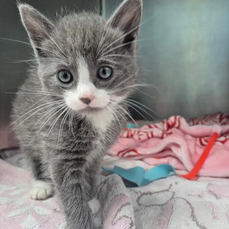 A baby small-sized male Gray / Blue / Silver Domestic Short Hair cat named Budgie for adoption in Newark, NJ