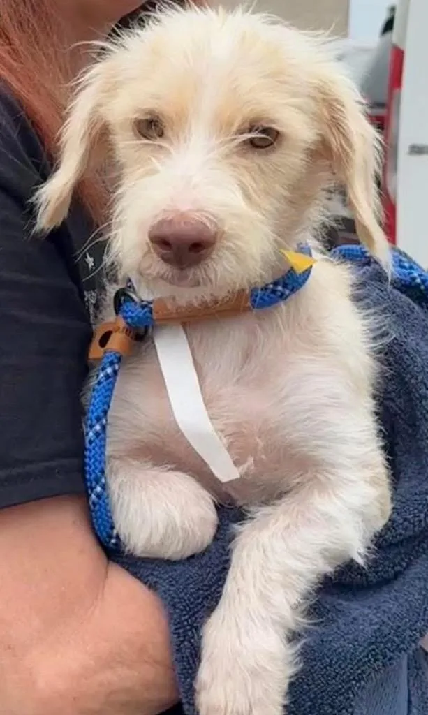 A young medium-sized female Terrier dog named Fifi for adoption in West Bloomfield, MI