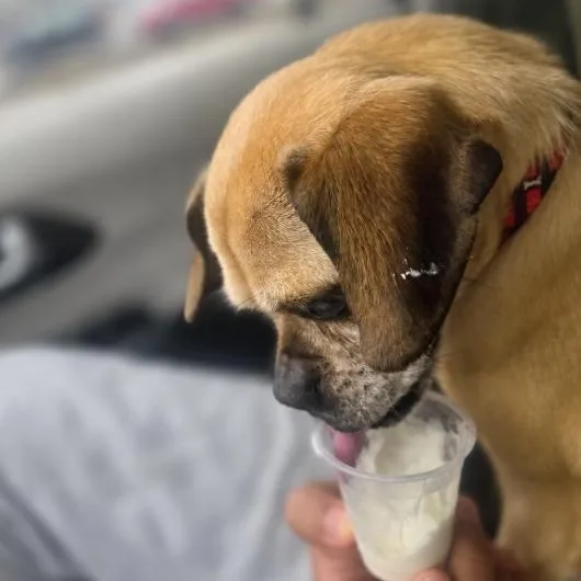 A senior small-sized female Apricot / Beige Pug dog named Ava for adoption in Naperville, IL
