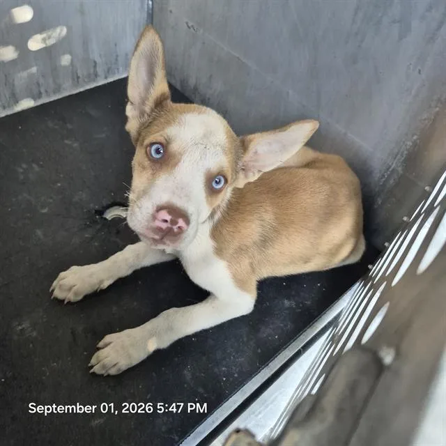 A baby small-sized female Terrier dog named Dora for adoption in San Antonio, TX
