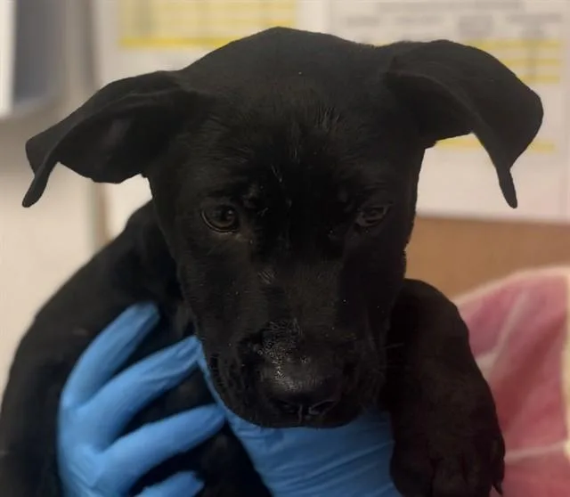 A baby small-sized male Labrador Retriever dog named Midnight for adoption in Tucson, AZ